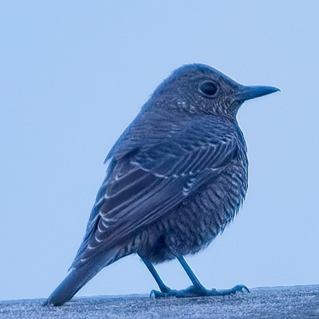 Blue Rock-Thrush - Dan Brown