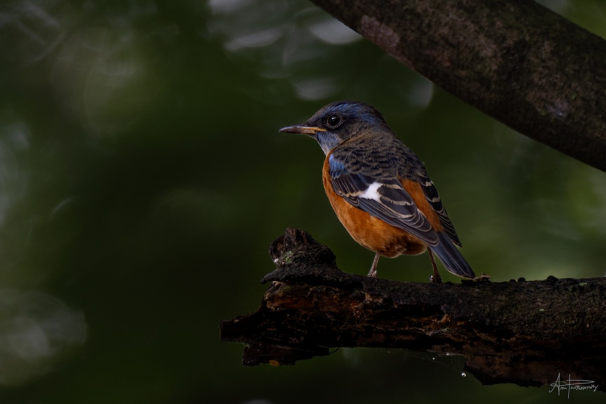 Blue-capped Rock-Thrush - Anu Parthasarathy