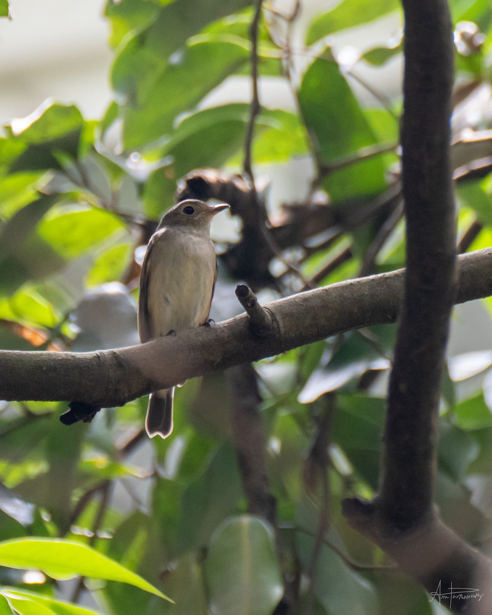 Asian Brown Flycatcher - Anu Parthasarathy