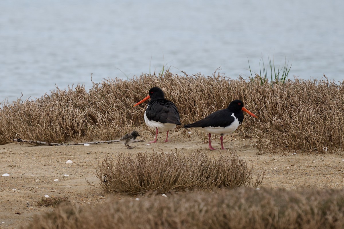 South Island Oystercatcher - ML609814432