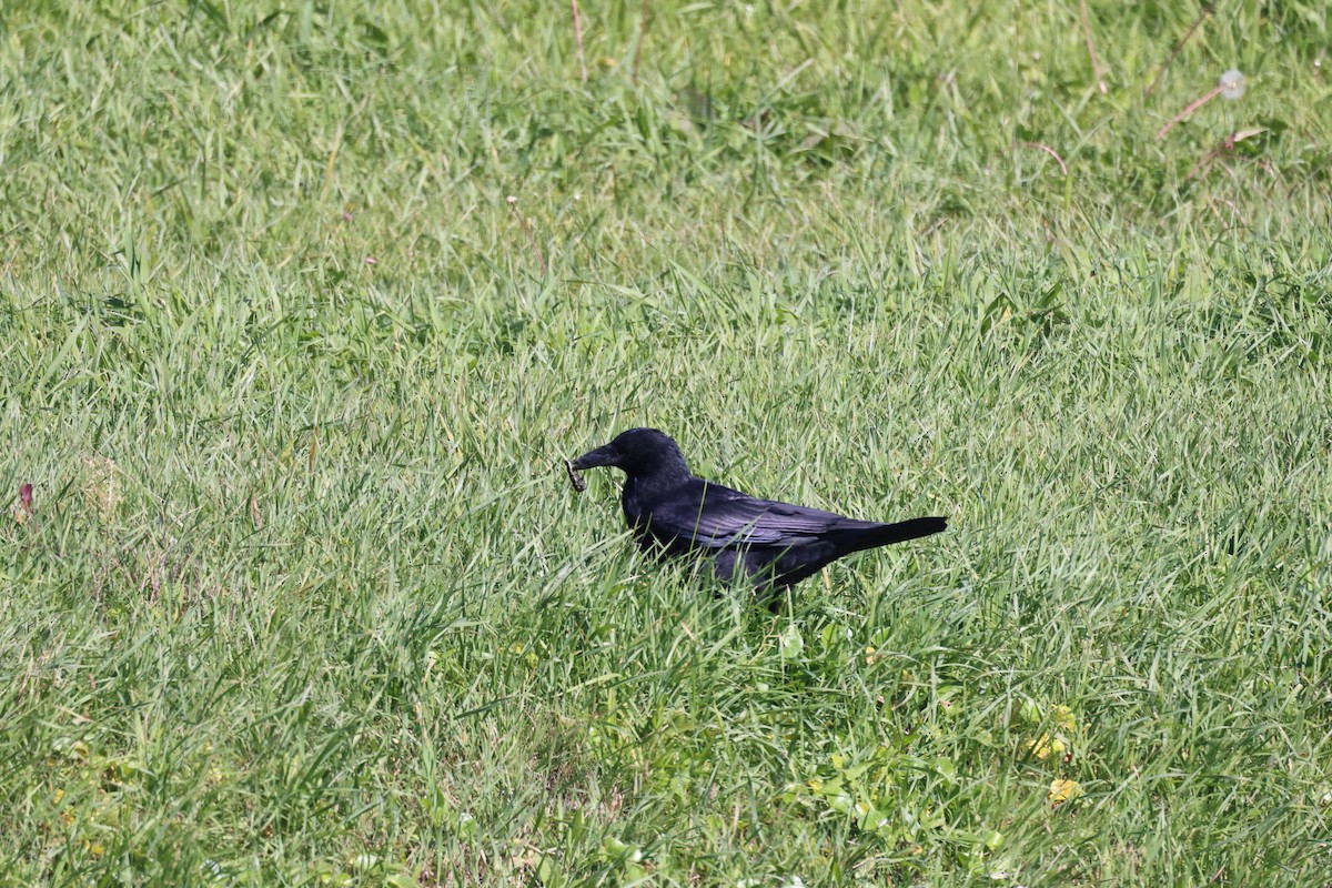 Carrion Crow - Akinori Miura