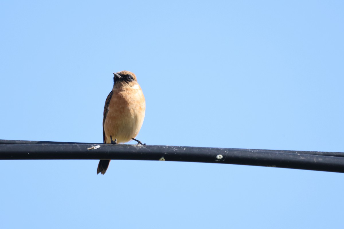 Amur Stonechat - Akinori Miura