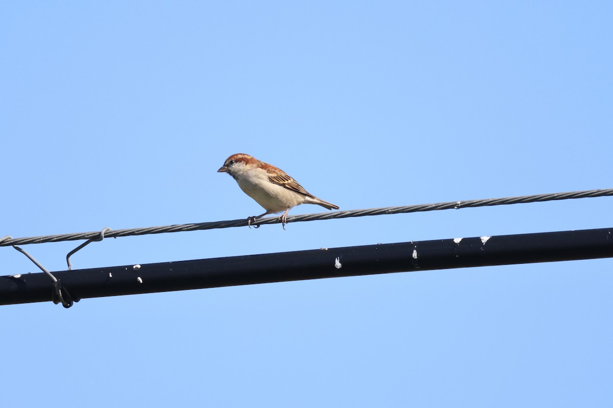 Russet Sparrow - ML609814489