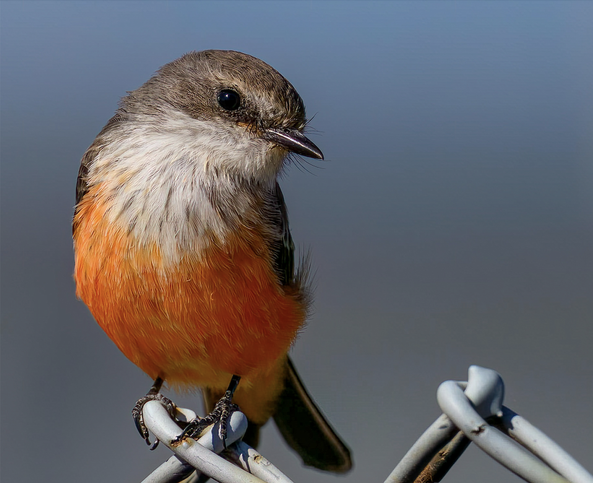 Vermilion Flycatcher - ML609814607