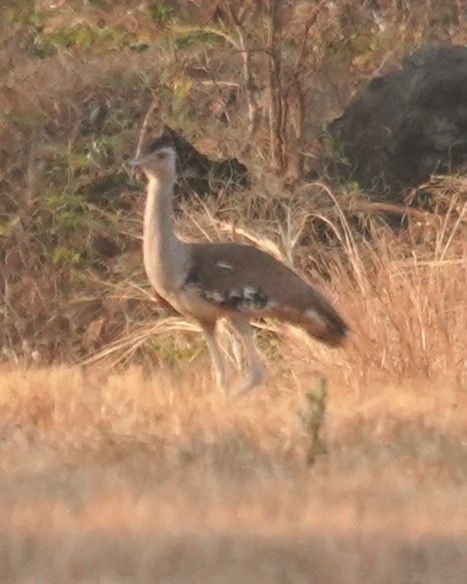 Australian Bustard - Michael Gordon