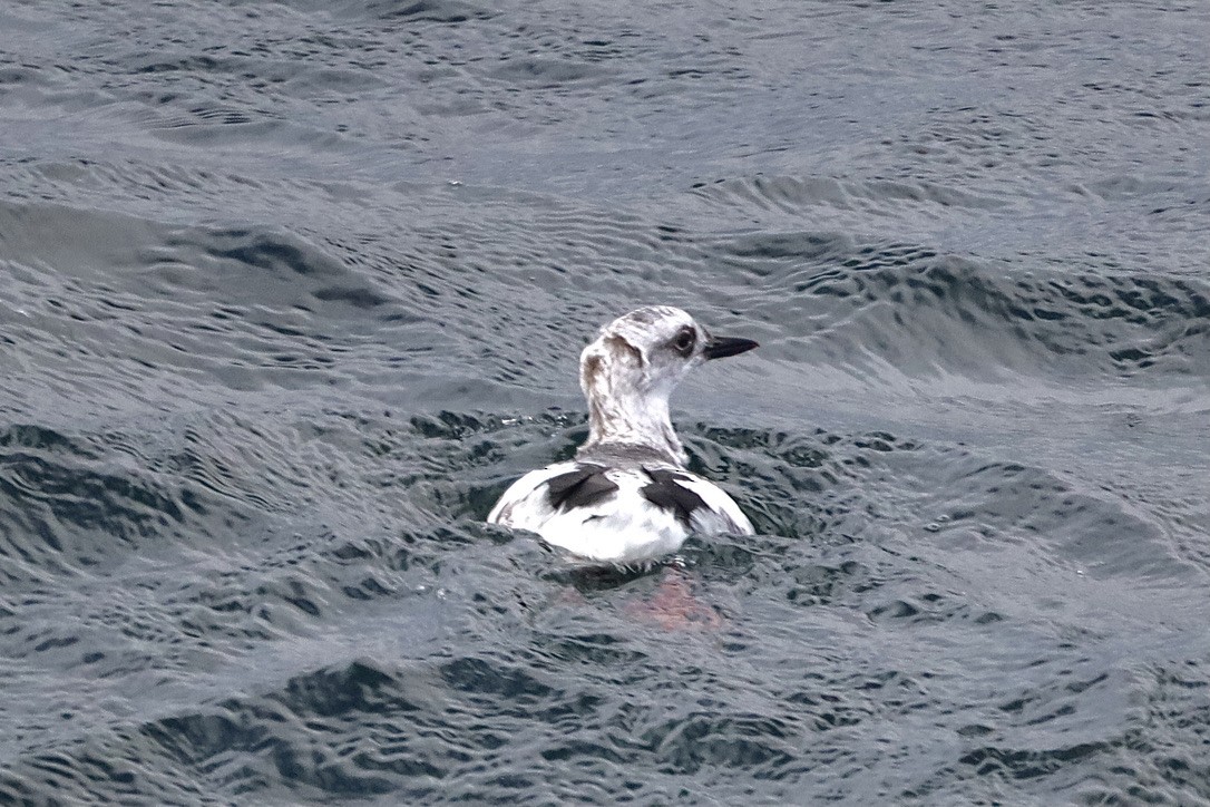 Pigeon Guillemot - ML609814831