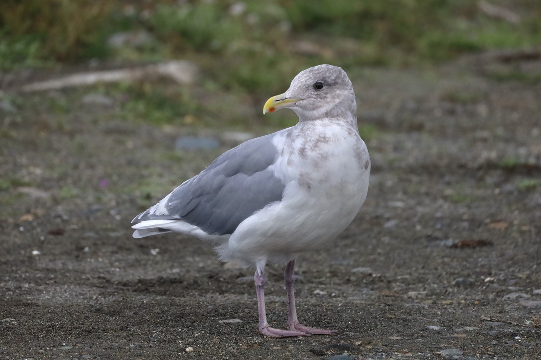 Goéland à ailes grises - ML609814841