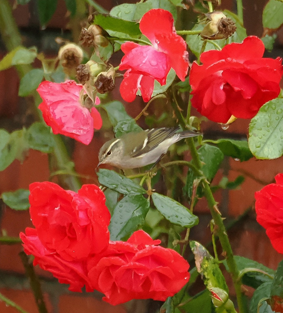 Yellow-browed Warbler - ML609814870