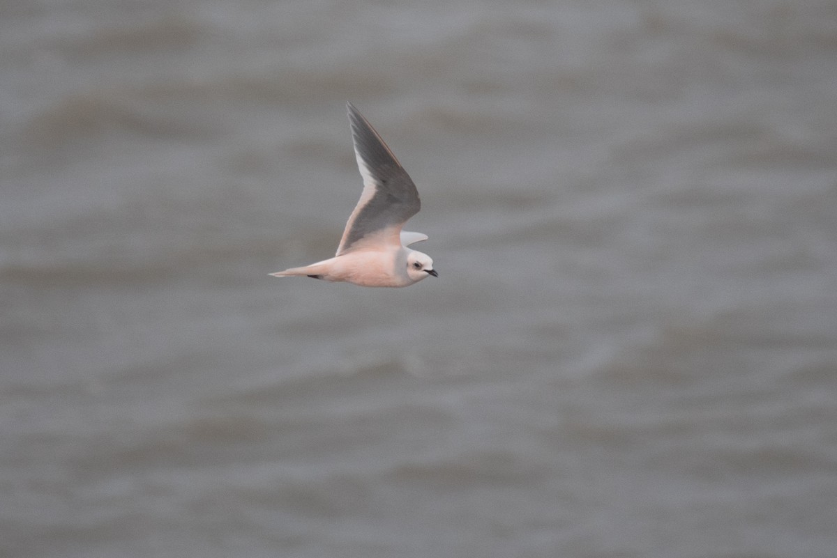 Ross's Gull - Aaron Lang