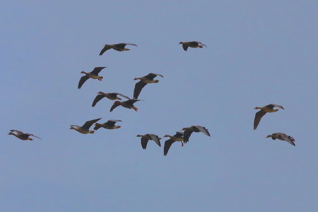 Greater White-fronted Goose - Gordon Atkins