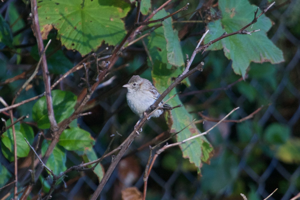 Cassin's Sparrow - ML609815047