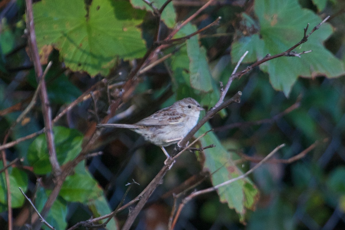 Cassin's Sparrow - ML609815048