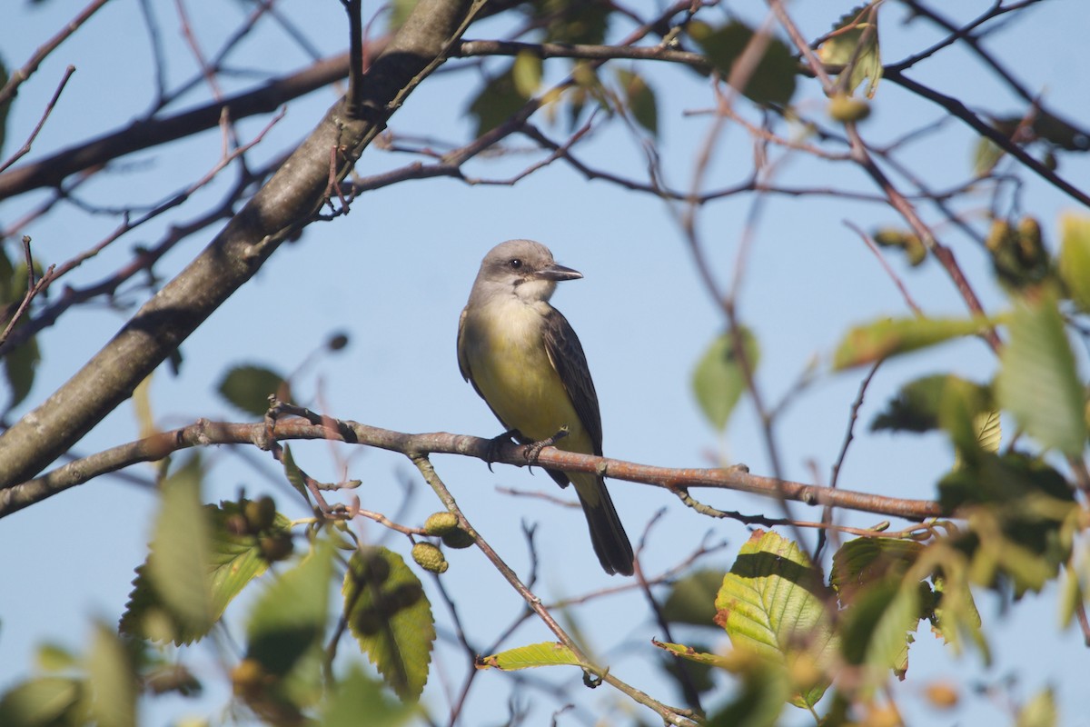 Tropical Kingbird - ML609815052