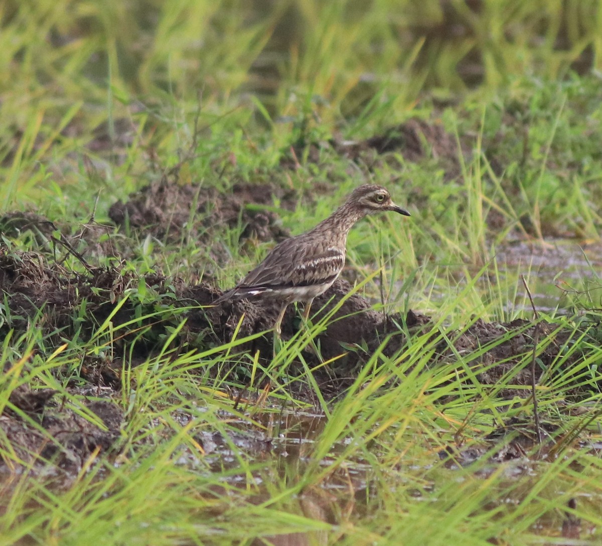 Indian Thick-knee - ML609815222
