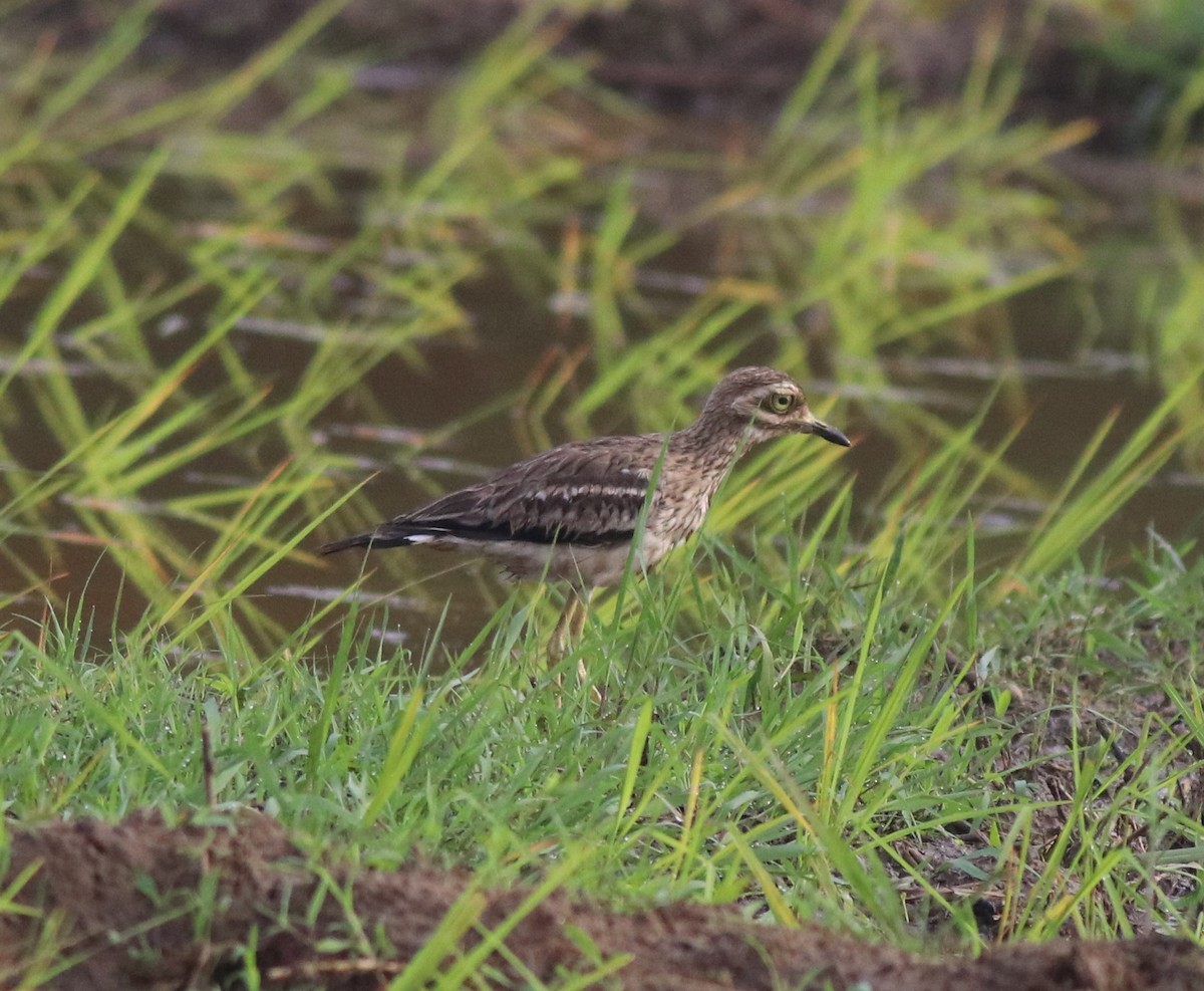 Indian Thick-knee - ML609815223