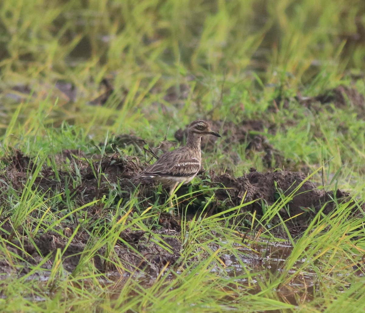 Indian Thick-knee - ML609815225
