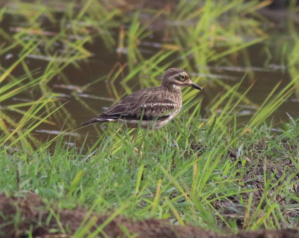 Indian Thick-knee - ML609815226