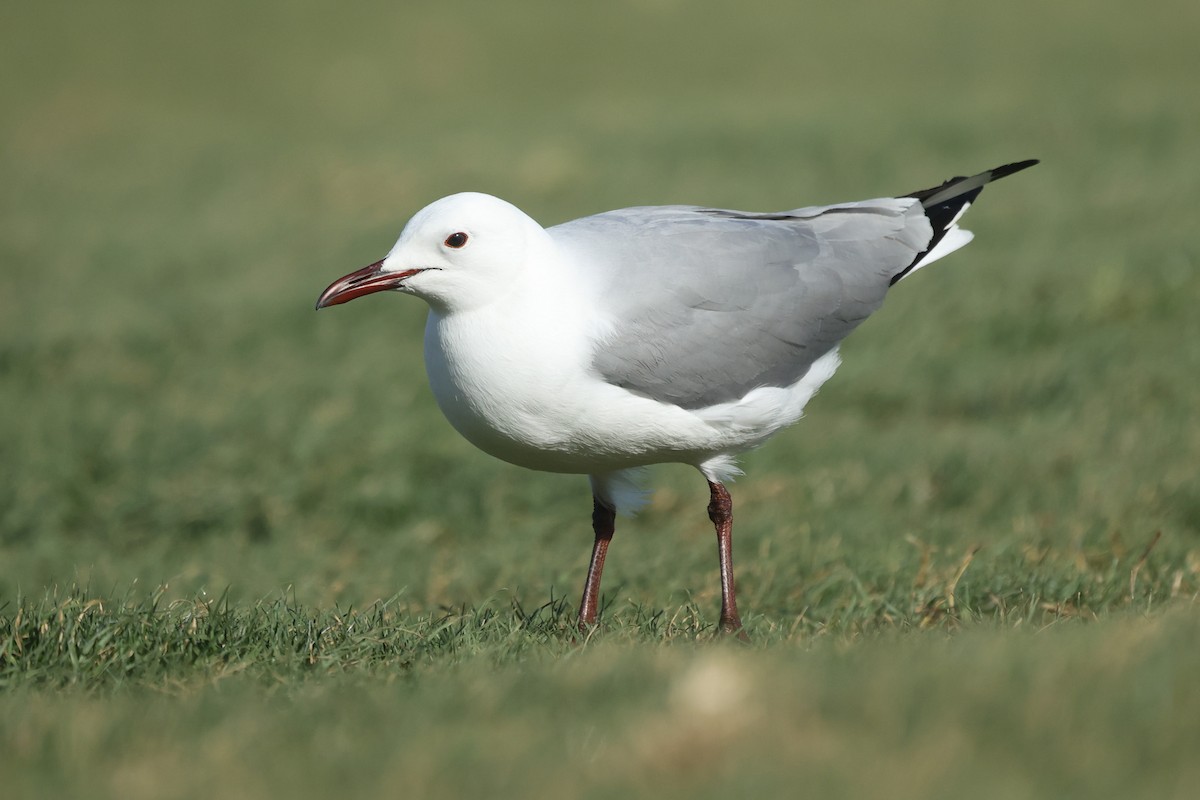 Hartlaub's Gull - ML609815271