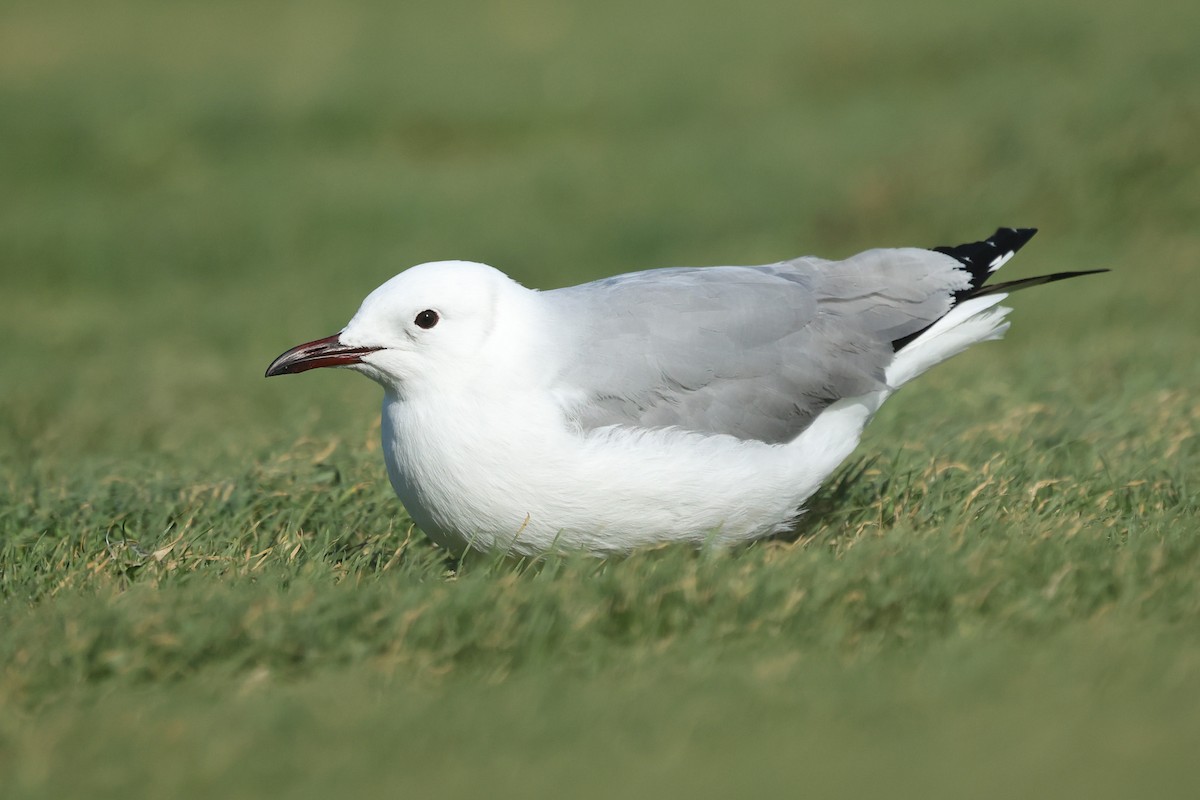 Hartlaub's Gull - ML609815272