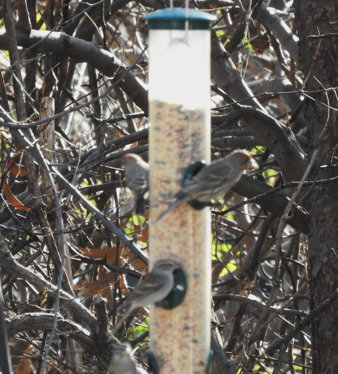 Chipping Sparrow - ML609815502