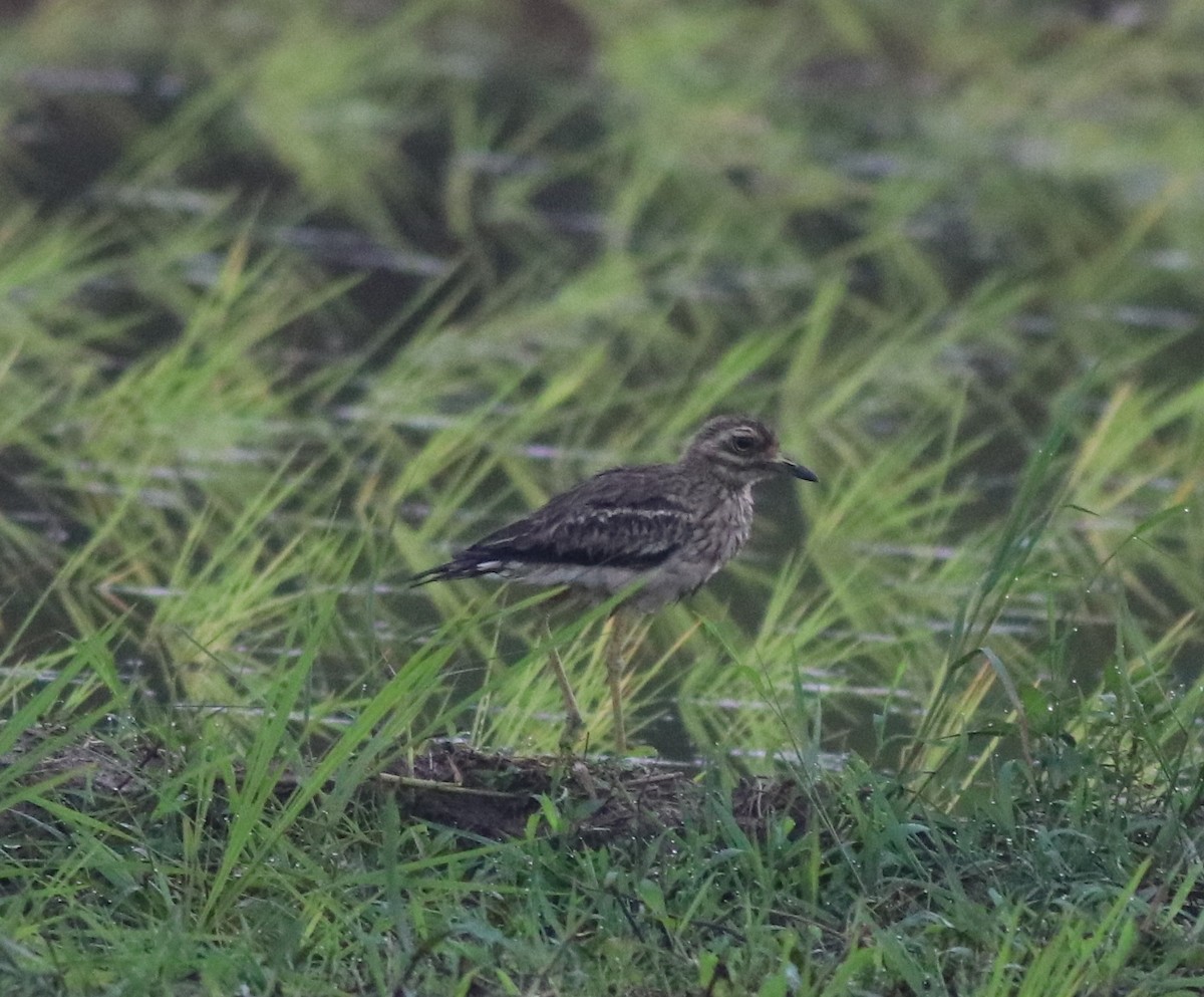 Indian Thick-knee - ML609815557