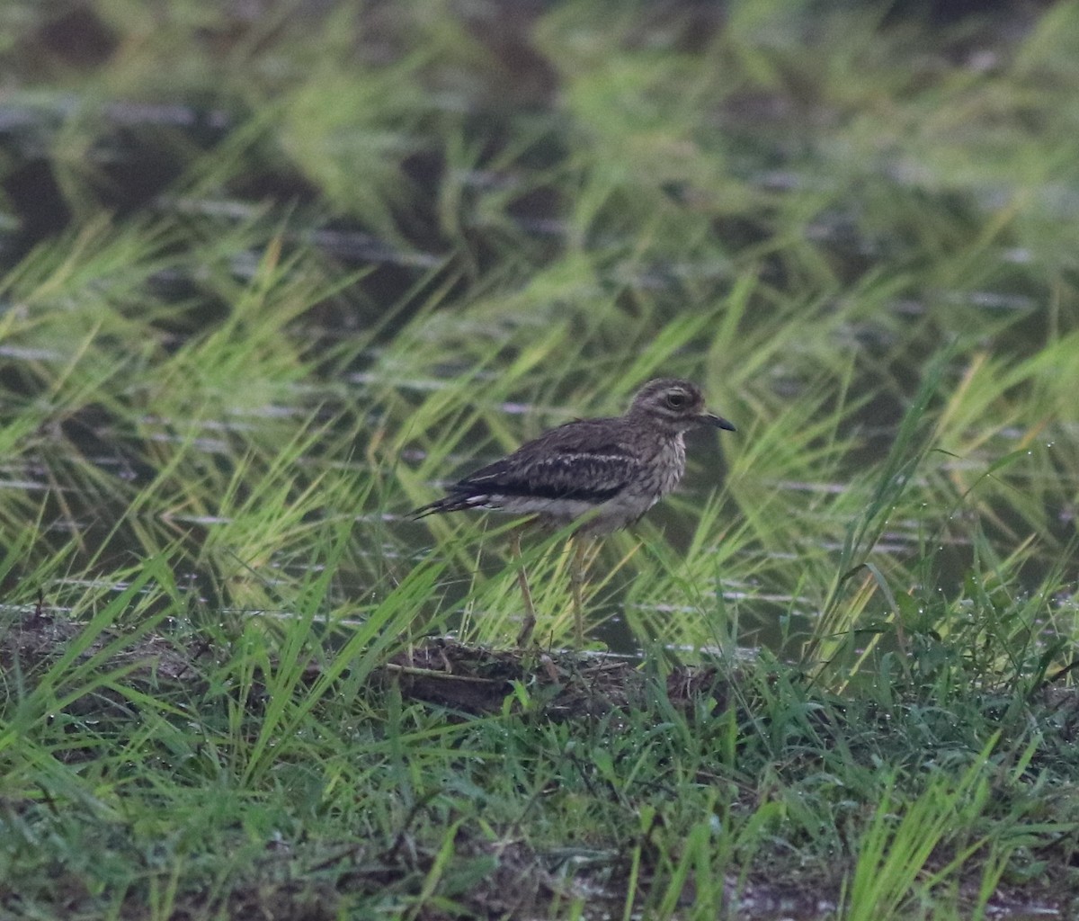 Indian Thick-knee - ML609815559