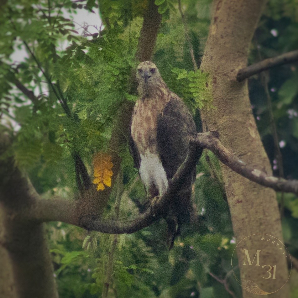 Gray-headed Fish-Eagle - ML609815603