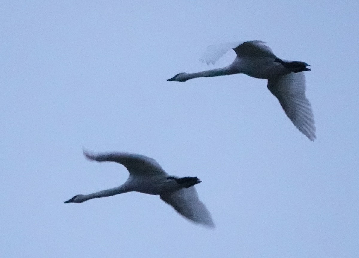 Trumpeter Swan - Matt Dufort