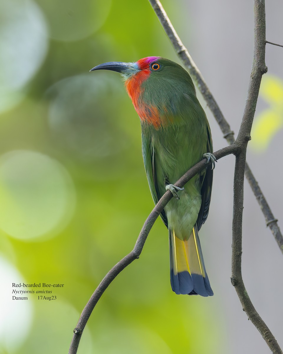 Red-bearded Bee-eater - ML609815901