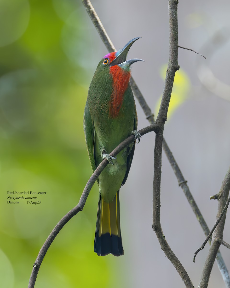 Red-bearded Bee-eater - ML609815902