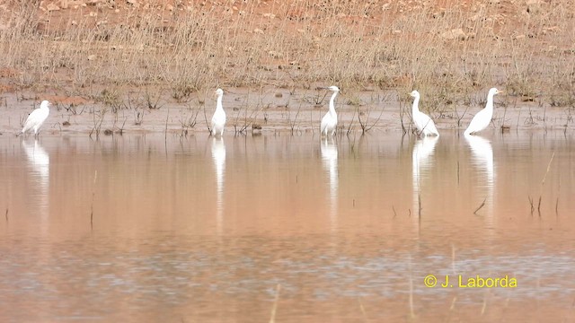 Western Cattle Egret - ML609815904