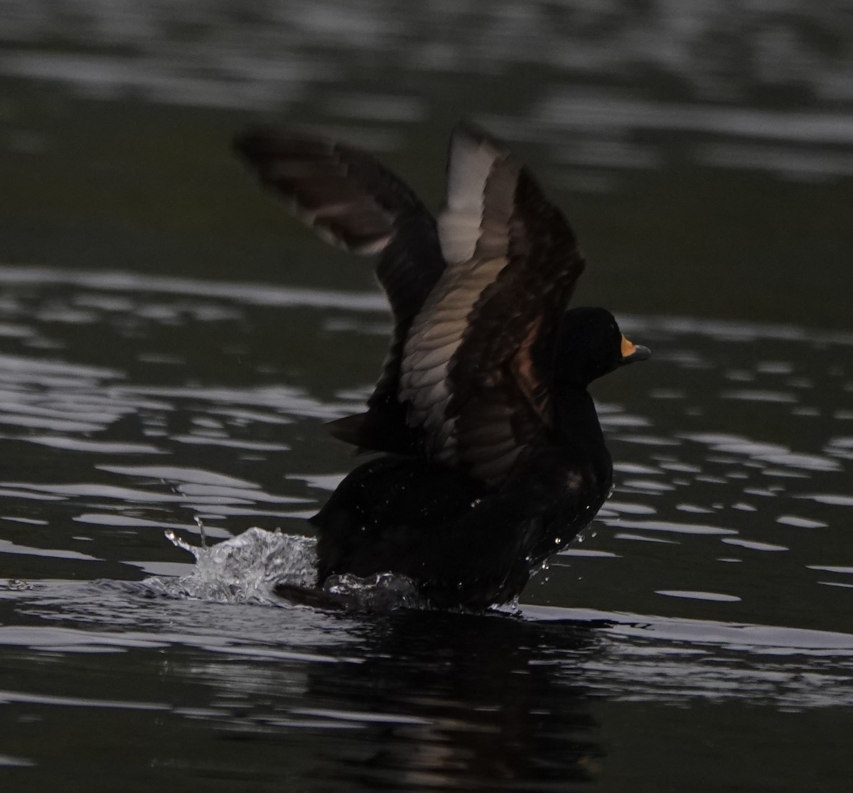 Black Scoter - ML609815967