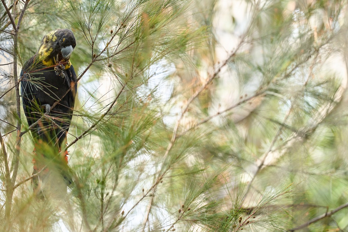 Glossy Black-Cockatoo - ML609815984