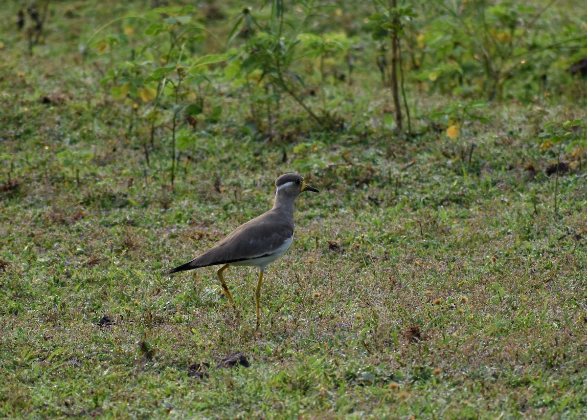 Yellow-wattled Lapwing - ML609816090