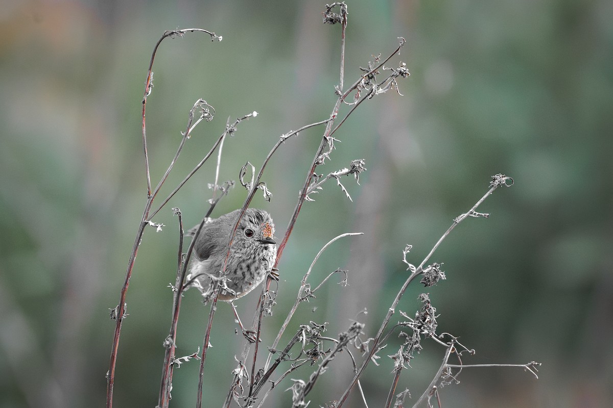 Brown Thornbill - ML609816097