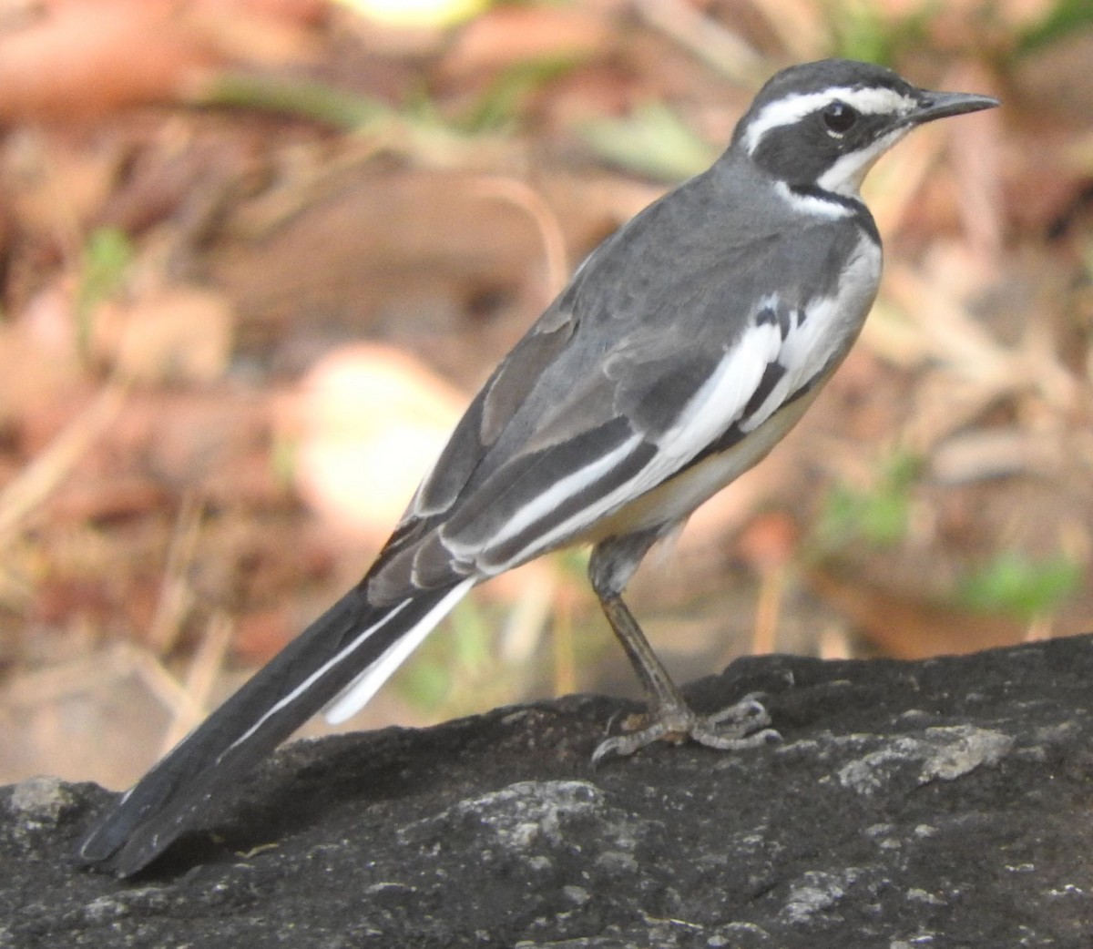 African Pied Wagtail - ML609816246