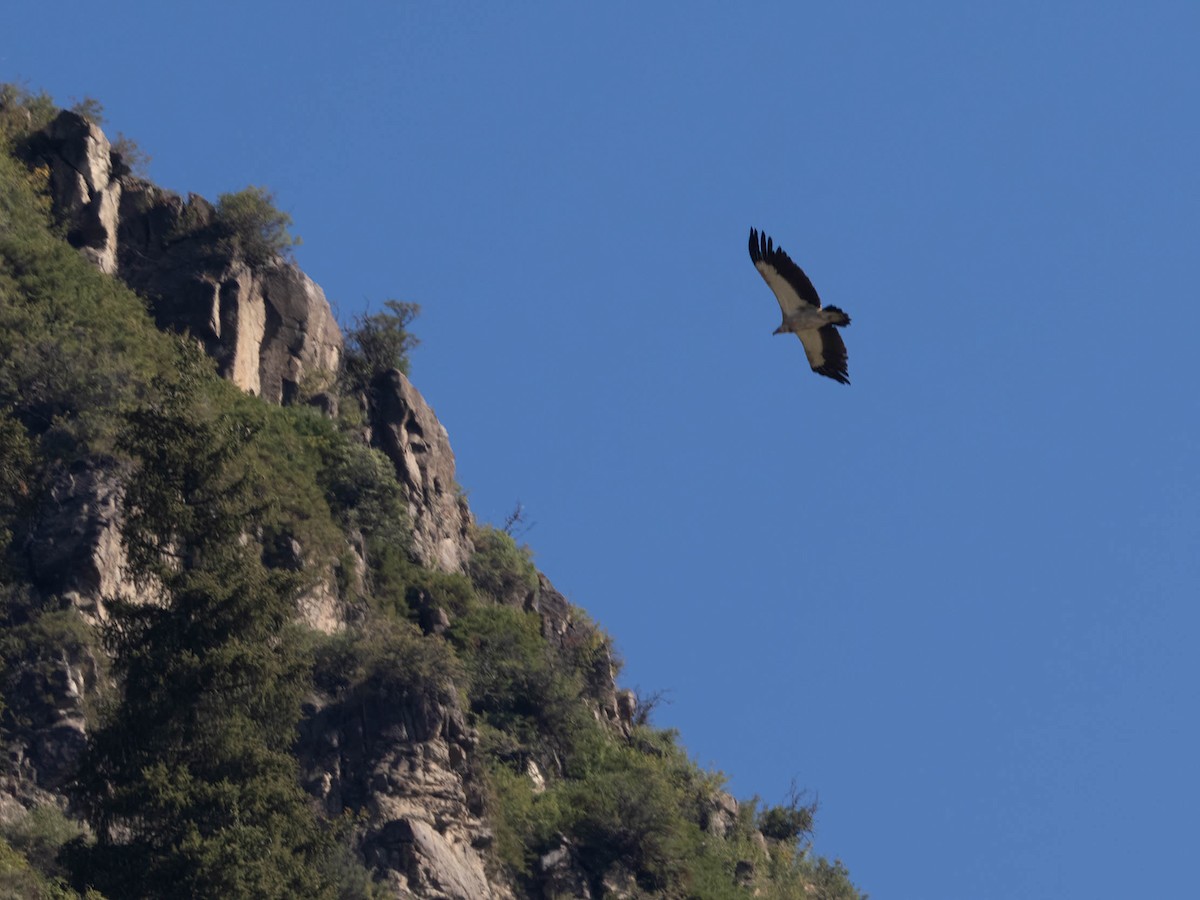 Himalayan Griffon - Michael & Ellen LAM