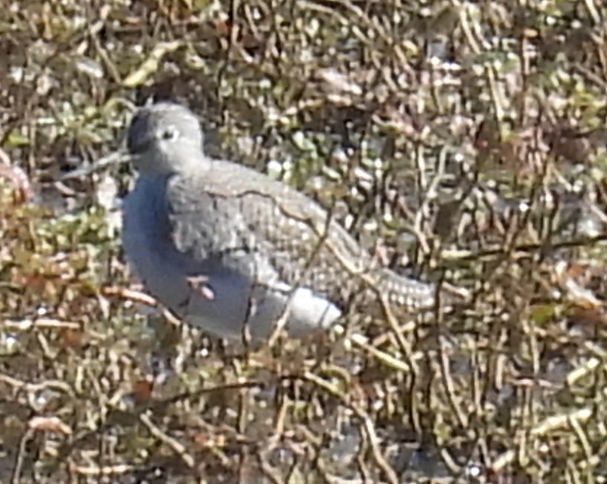 Greater Yellowlegs - ML609816287