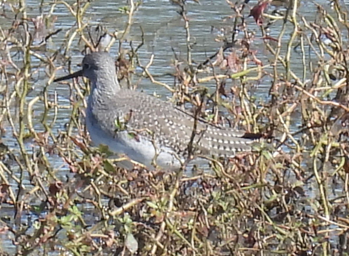Greater Yellowlegs - ML609816288