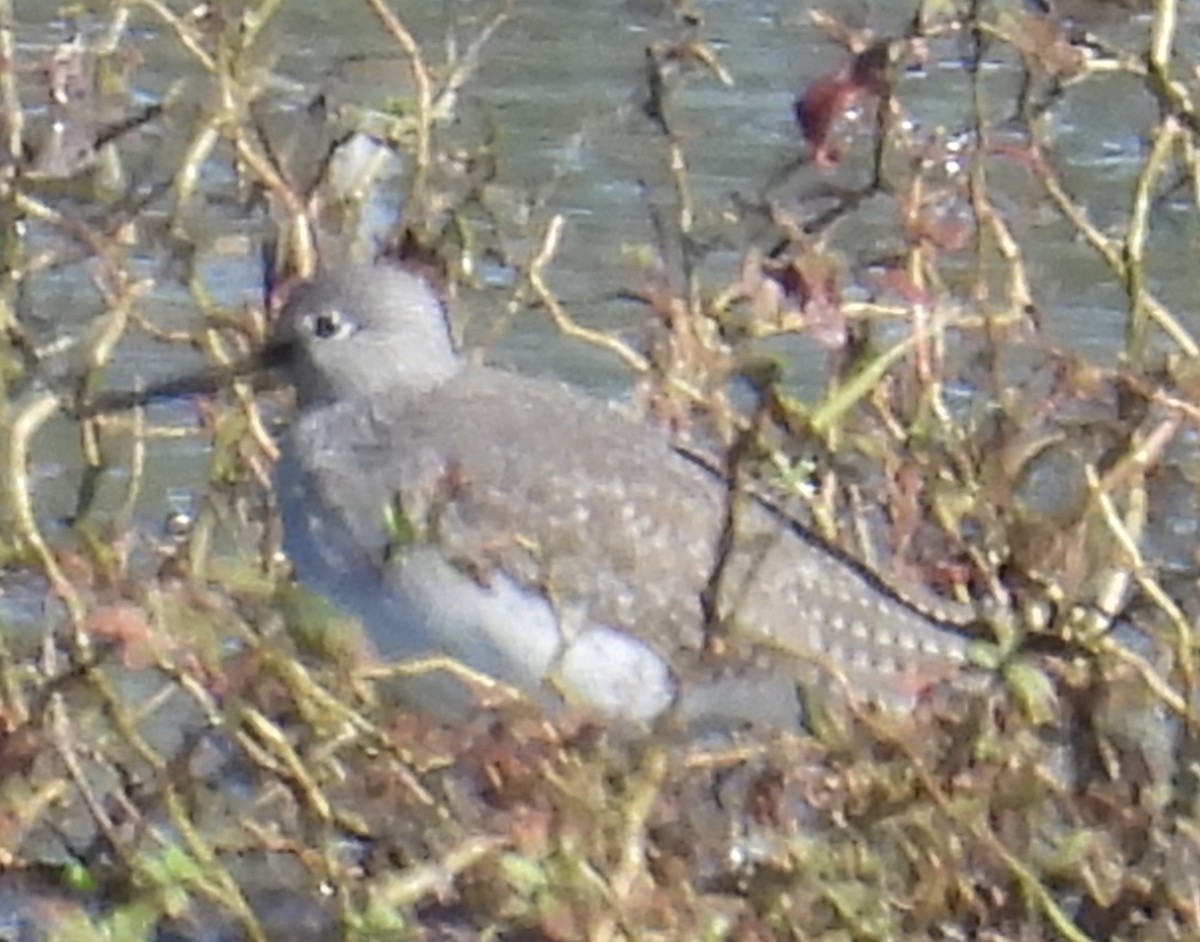 Greater Yellowlegs - ML609816289
