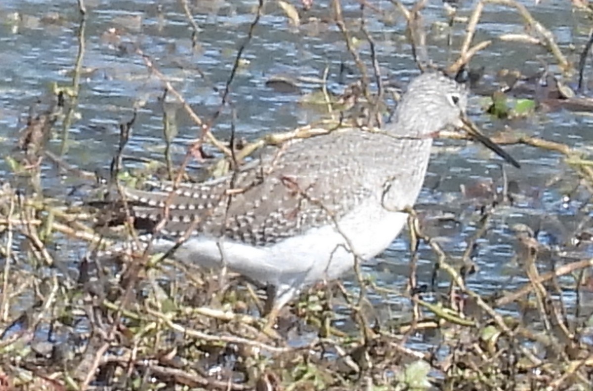 Greater Yellowlegs - ML609816290