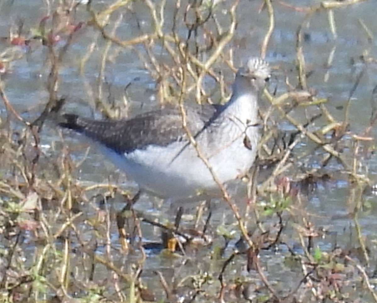 Greater Yellowlegs - ML609816291
