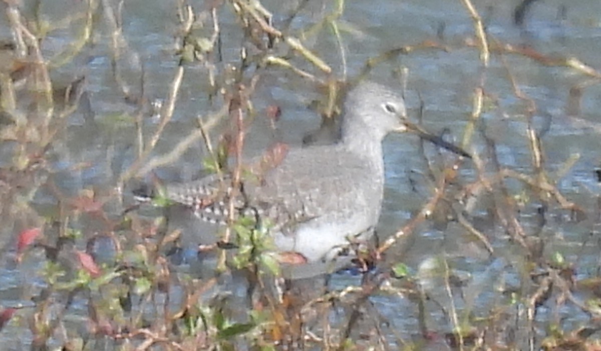 Greater Yellowlegs - ML609816292
