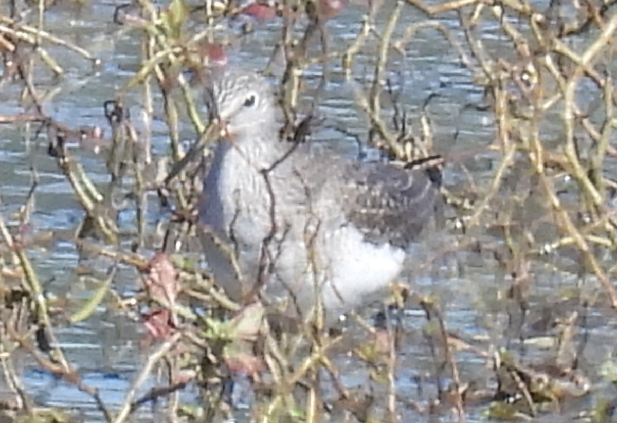 Greater Yellowlegs - ML609816293
