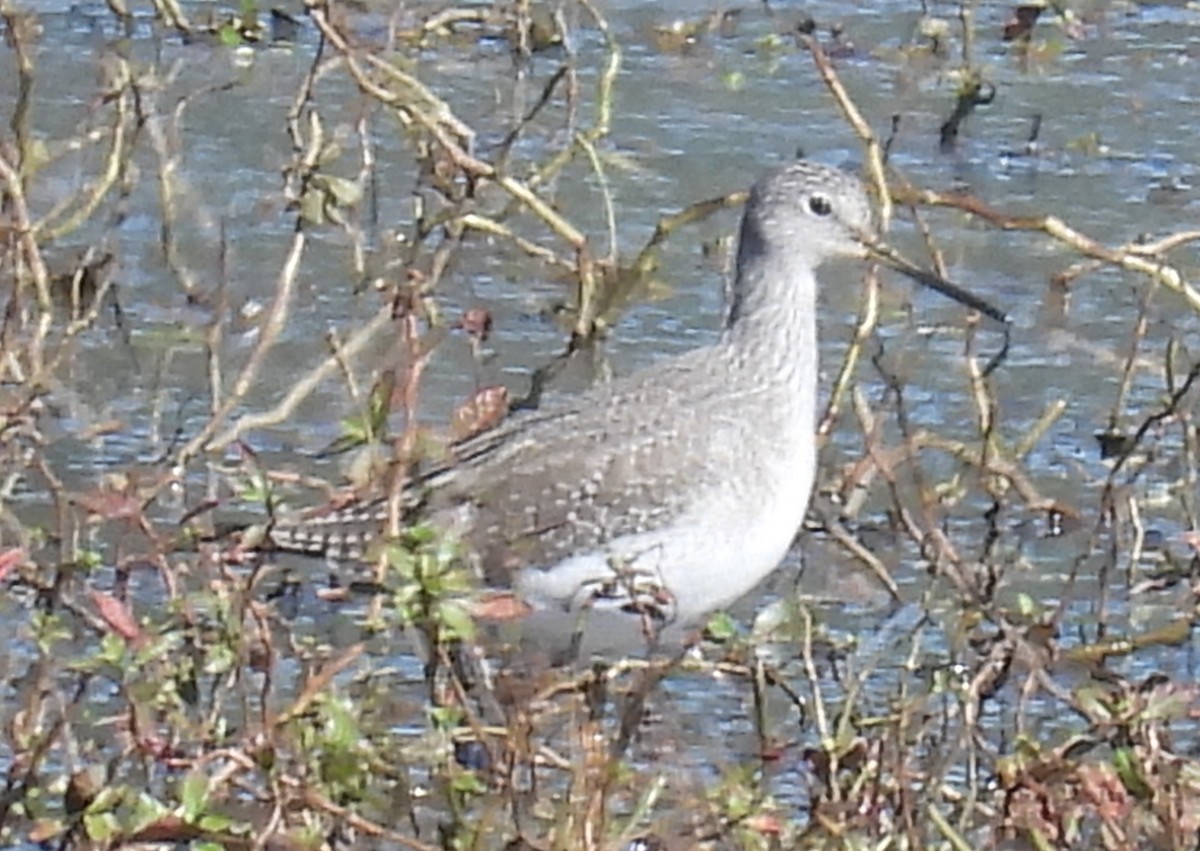 Greater Yellowlegs - ML609816294