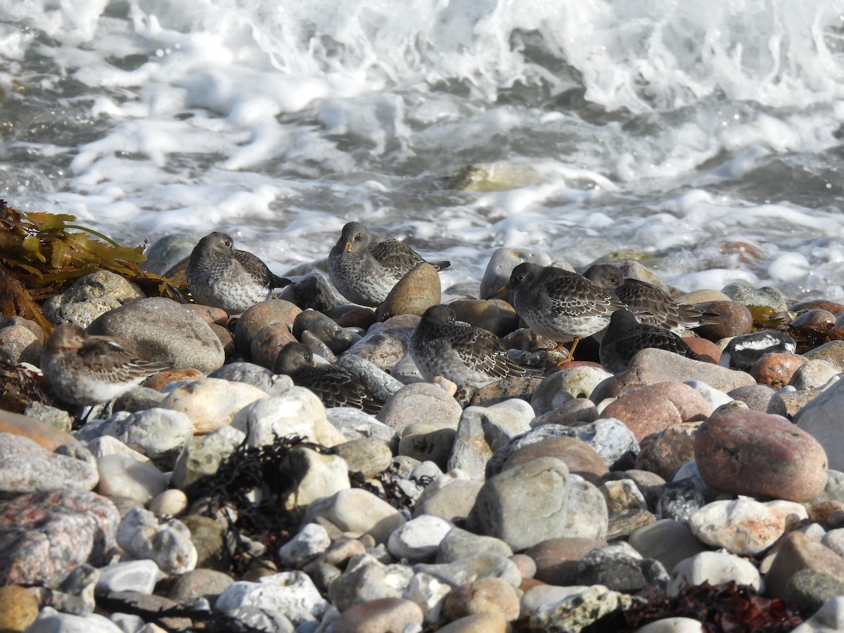 Purple Sandpiper - Stefan  Bruhn