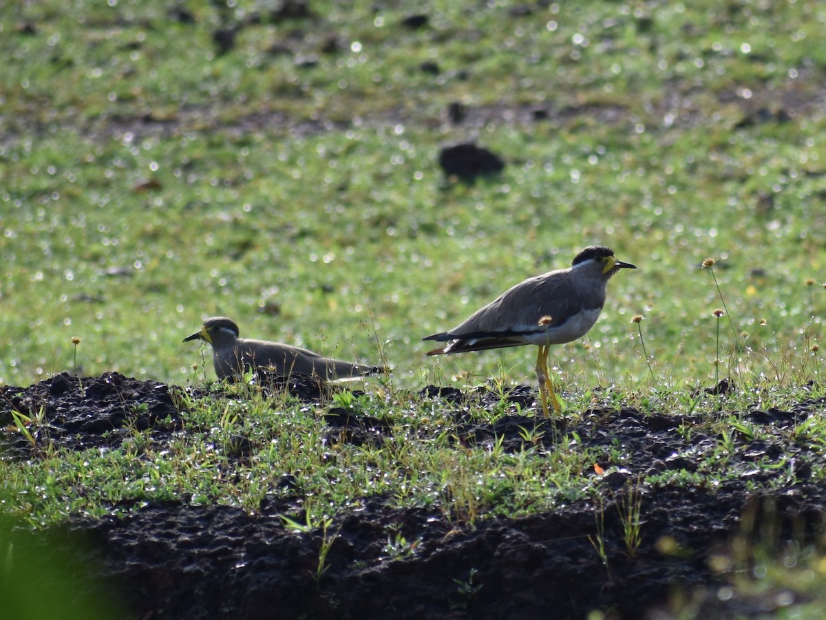 Yellow-wattled Lapwing - ML609816513