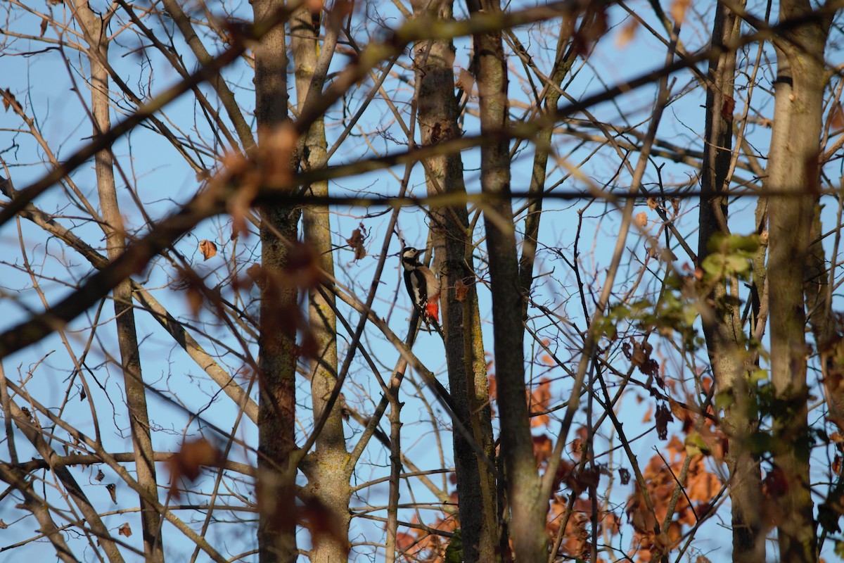 Great Spotted Woodpecker - ML609816562