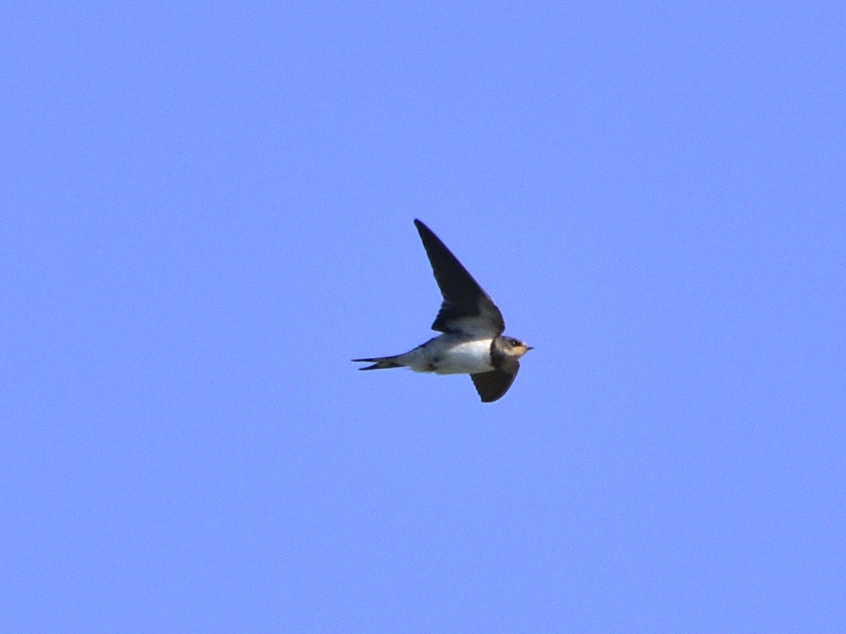 Barn Swallow - ML609816578