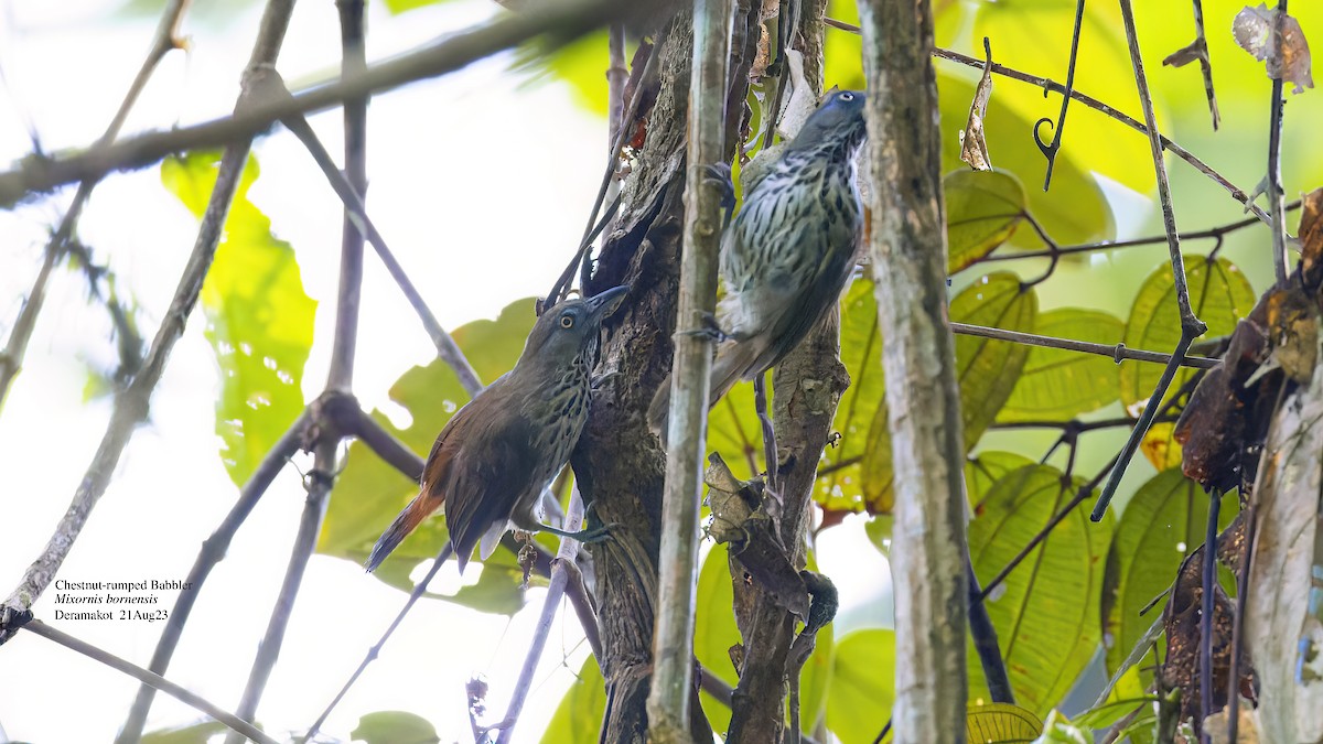 Chestnut-rumped Babbler - ML609816581